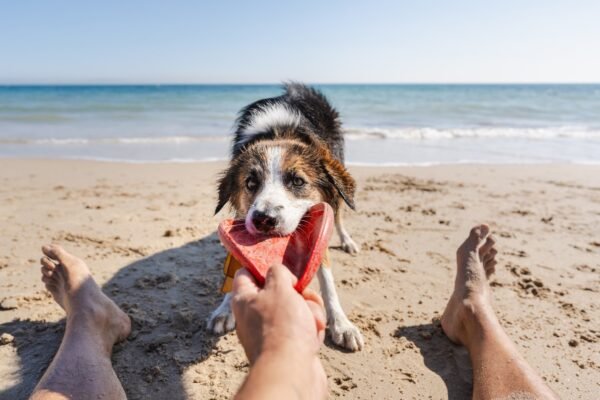 Have a Lovely Weekend. | Cup of Jo Puppy on beach.jpg