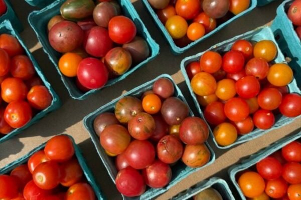 tomatoes 2 680x907.jpeg