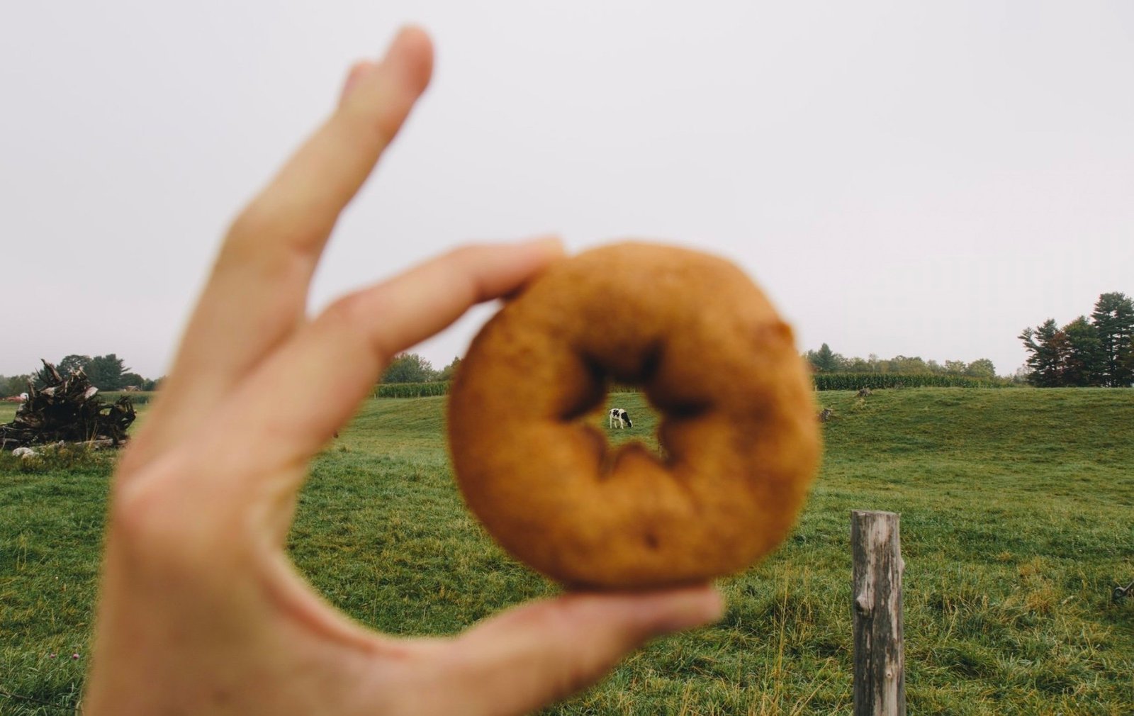 vermont cider donut.jpg