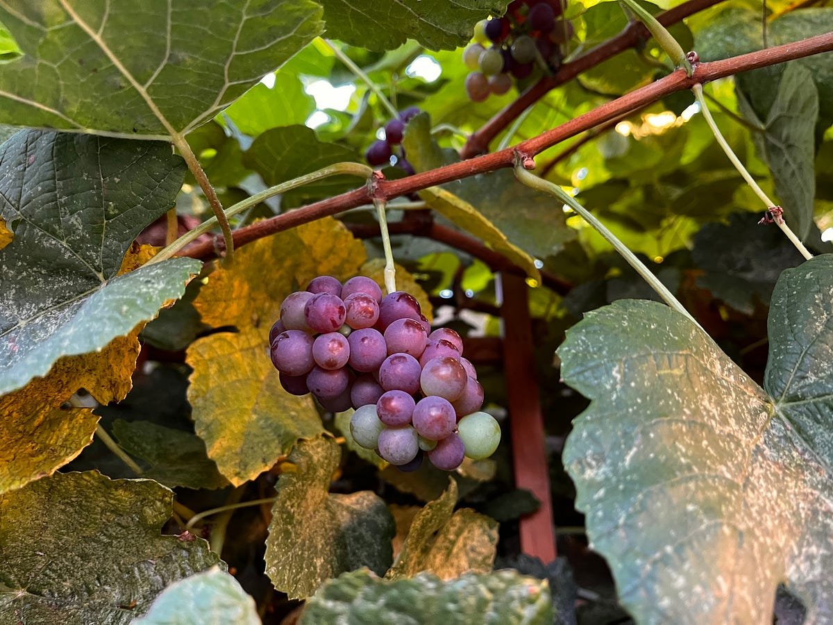 1e tzn9E7Fd3sWTMioj3bjw.jpeg