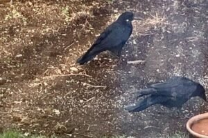 08v9w3y50tdl MYzQ.jpeg